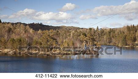 Trees growing along rural lake View Large Photo Image Stock Image - Trees growing along rural lake. Fotosearch