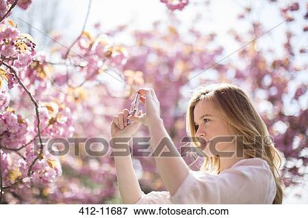 Woman photographing pink blossoms on tree View Large Photo Image Stock Photo - Woman photographing pink blossoms on tree. Fotosearch