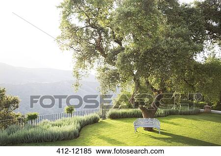 Bench under tree in calm park View Large Photo Image Stock Photography - Bench under tree in calm park. Fotosearch
