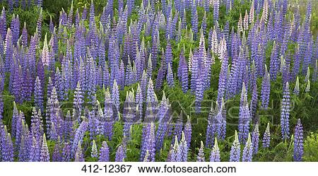 Blue flowers View Large Photo Image Stock Photo - Blue flowers. Fotosearch
