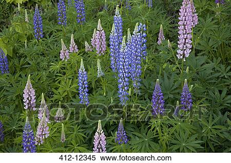 Blue, pink and purple flowers View Large Photo Image Stock Photography - Blue, pink and purple flowers. Fotosearch