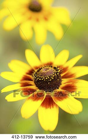 Stock Photo - Close up of black-eyed Susan flower. Fotosearch