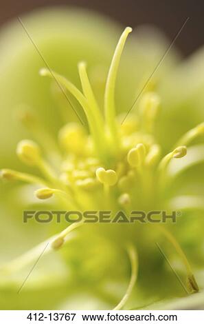 Stock Photo - Close up of green hellebore. Fotosearch