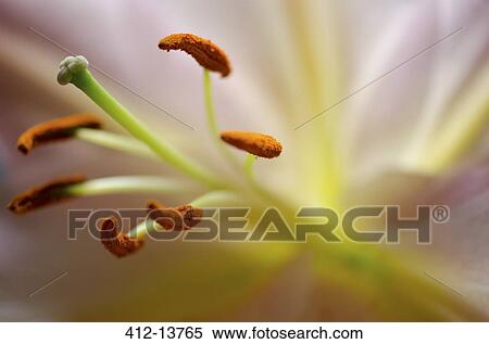 Stock Photography - Close up of lily pistil and stamen. Fotosearch