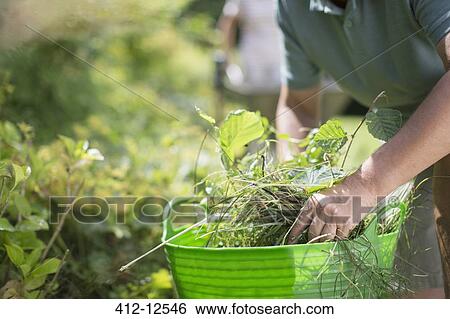 Stock Photograph - Close up of man weeding in garden. Fotosearch