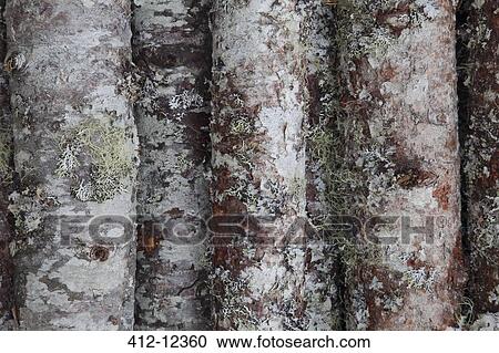 Close up of moss on trees View Large Photo Image Stock Image - Close up of moss on trees. Fotosearch