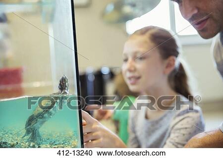 Father and daughter watching turtle swim in tank View Large Photo Image Stock Image - Father and daughter watching turtle swim in tank. Fotosearch