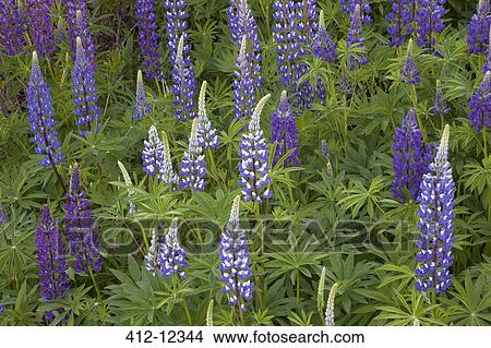 Picture - Purple and blue flowers. Fotosearch