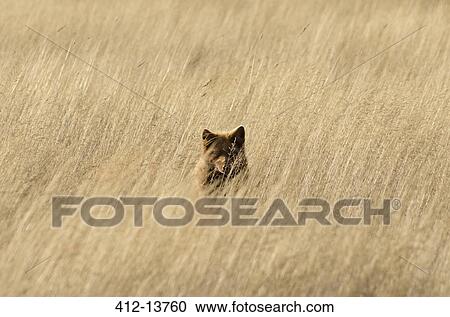 Red fox hiding in tall grass View Large Photo Image Stock Image - Red fox hiding in tall grass. Fotosearch