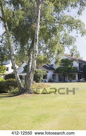 Trees in backyard of house View Large Photo Image Stock Image - Trees in backyard of house. Fotosearch