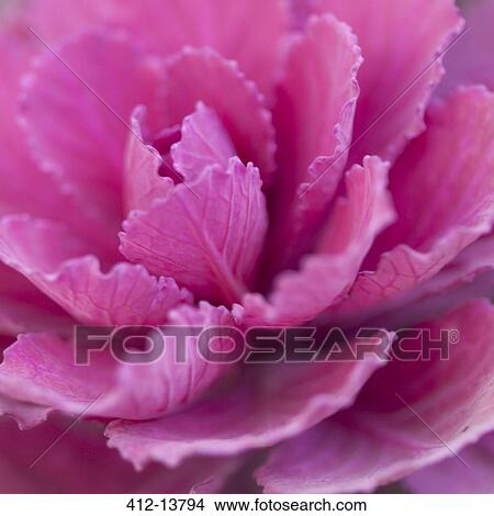 終わり の ピンク キャベツ 植物 ピクチャー 412 Fotosearch