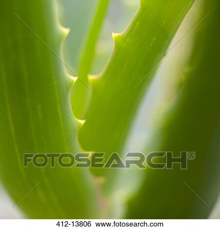 Close up of aloe vera plant View Large Photo Image Stock Photograph - Close up of aloe vera plant. Fotosearch