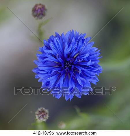 Close up of blue cornflower View Large Photo Image Stock Photography - Close up of blue cornflower. Fotosearch