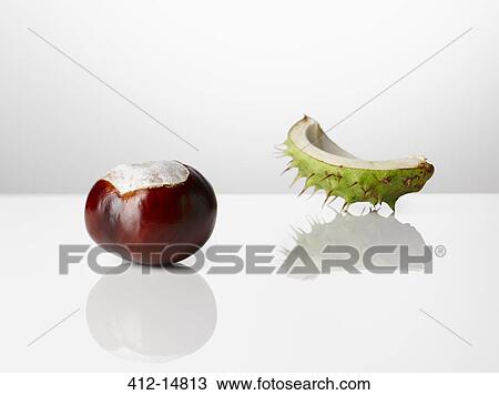 Stock Image - Close up of chestnut and shell. Fotosearch