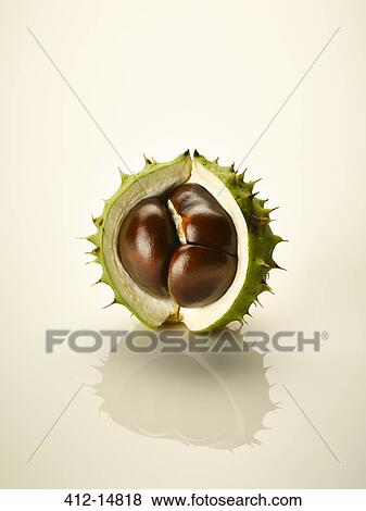 Stock Photo - Close up of chestnut in shell. Fotosearch