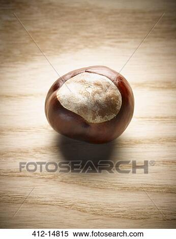 Close up of chestnut on wood surface View Large Photo Image Stock Photography - Close up of chestnut on wood surface. Fotosearch