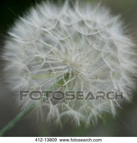 Close up of dandelion flower View Large Photo Image Stock Photo - Close up of dandelion flower. Fotosearch