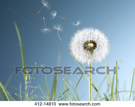Stock Image - Close up of dandelion plant blowing in wind. Fotosearch