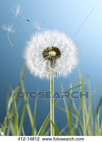 Close up of dandelion plant blowing in wind View Large Photo Image Stock Image - Close up of dandelion plant blowing in wind. Fotosearch