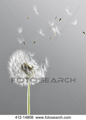 Close up of dandelion plant blowing in wind View Large Photo Image Stock Photo - Close up of dandelion plant blowing in wind. Fotosearch