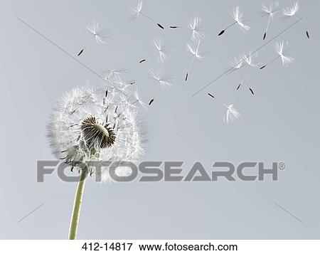 Close up of dandelion plant blowing in wind View Large Photo Image Stock Photo - Close up of dandelion plant blowing in wind. Fotosearch