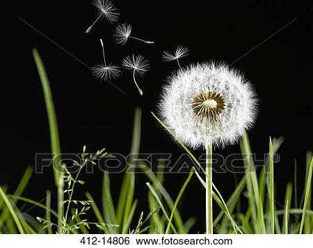 Close up of dandelion plant blowing in wind View Large Photo Image Stock Photograph - Close up of dandelion plant blowing in wind. Fotosearch