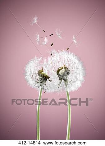 Close up of dandelion plants blowing in wind View Large Photo Image Picture - Close up of dandelion plants blowing in wind. Fotosearch