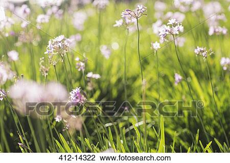 Stock Image - Close up of flowers growing in field. Fotosearch