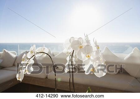 Close up of flowers on outdoor coffee table View Large Photo Image Stock Image - Close up of flowers on outdoor coffee table. Fotosearch