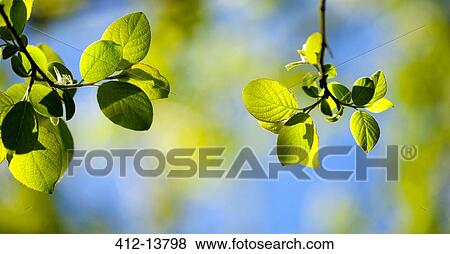 Close up of leaves growing on branches View Large Photo Image Stock Photo - Close up of leaves growing on branches. Fotosearch