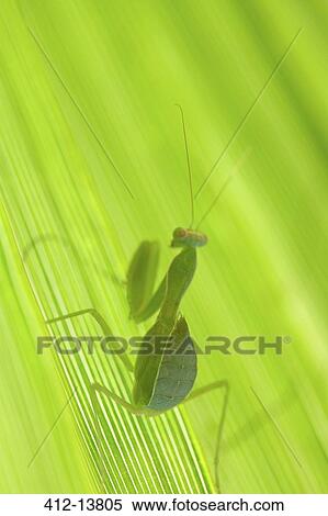 Close up of praying mantis on leaf View Large Photo Image Stock Photography - Close up of praying mantis on leaf. Fotosearch