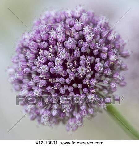 Close up of purple alium flower View Large Photo Image Stock Image - Close up of purple alium flower. Fotosearch