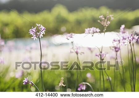 Close up of purple flowers growing in field View Large Photo Image Stock Image - Close up of purple flowers growing in field. Fotosearch
