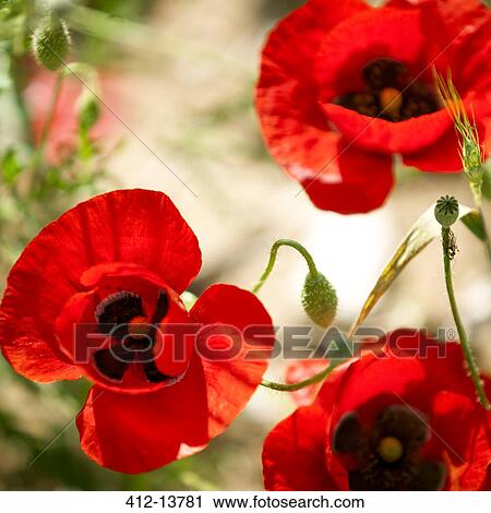 Close up of red poppy flowers View Large Photo Image Stock Image - Close up of red poppy flowers. Fotosearch