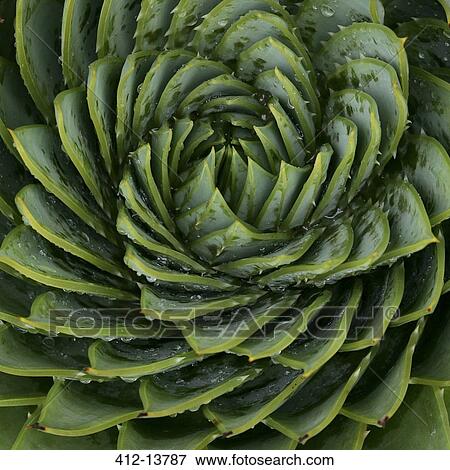 Close up of spiral leaf pattern View Large Photo Image Stock Photo - Close up of spiral leaf pattern. Fotosearch