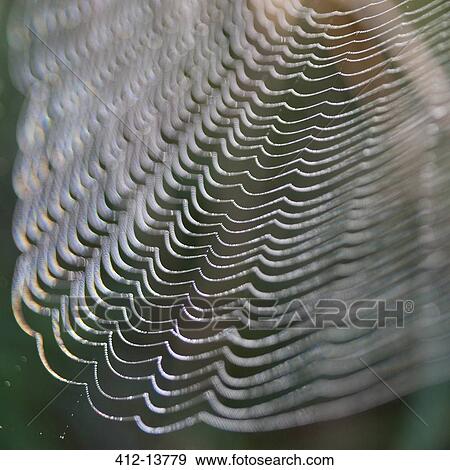 Close up of strands of spider web View Large Photo Image Stock Photo - Close up of strands of spider web. Fotosearch