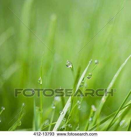 Stock Image - Close up of water droplets on blades of grass. Fotosearch
