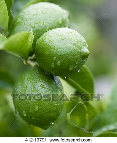 Close up of water droplets on green lemons View Large Photo Image Stock Image - Close up of water droplets on green lemons. Fotosearch