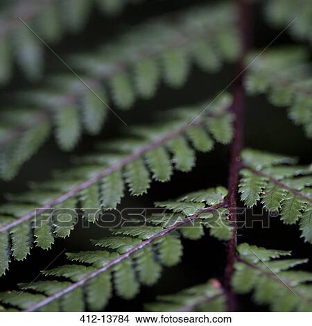 Picture - Extreme close up of green fern leaves. Fotosearch