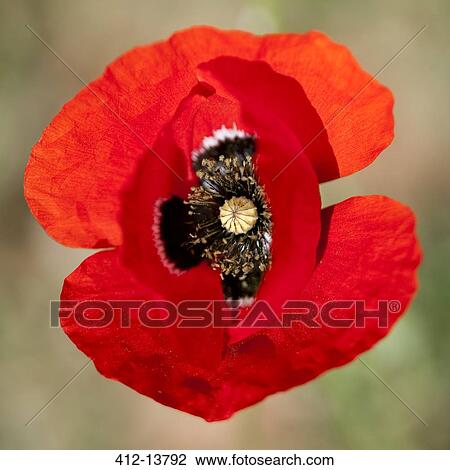 Extreme close up of red poppy flower View Large Photo Image Stock Image - Extreme close up of red poppy flower. Fotosearch