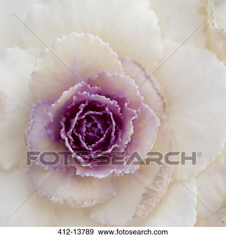 Stock Photo - Extreme close up of white and purple cabbage plant. Fotosearch