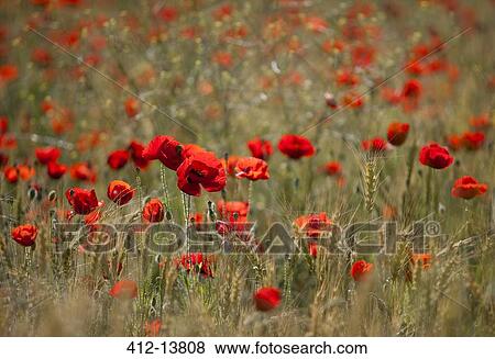 Field of red poppy flowers View Large Photo Image Stock Photo - Field of red poppy flowers. Fotosearch