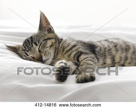 Kitten napping on blankets View Large Photo Image Stock Photograph - Kitten napping on blankets. Fotosearch
