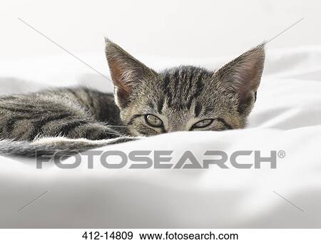 Stock Photo - Kitten peering over blankets. Fotosearch