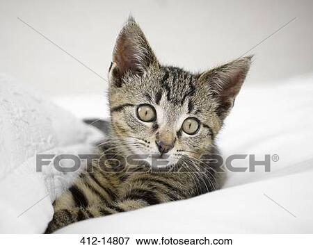 Kitten relaxing in blankets View Large Photo Image Stock Photo - Kitten relaxing in blankets. Fotosearch
