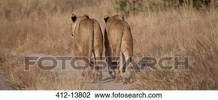 Lions walking on dirt path View Large Photo Image Stock Image - Lions walking on dirt path. Fotosearch