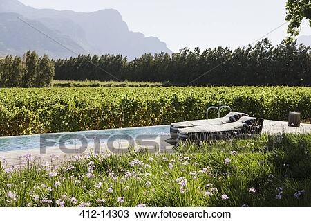 Lounge chairs by luxury lap pool among garden and vineyard View Large Photo Image Stock Image - Lounge chairs by luxury lap pool among garden and vineyard. Fotosearch