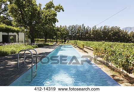 Luxury lap pool among garden and vineyards View Large Photo Image Stock Photo - Luxury lap pool among garden and vineyards. Fotosearch