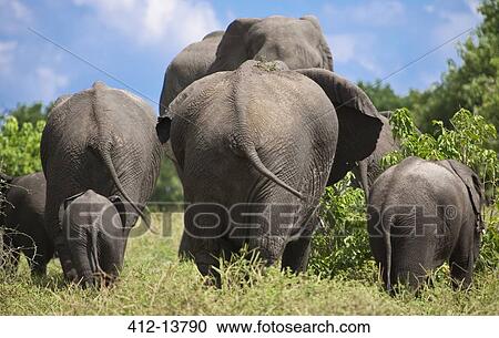 Stock Image - Rear view of elephants walking in national park. Fotosearch