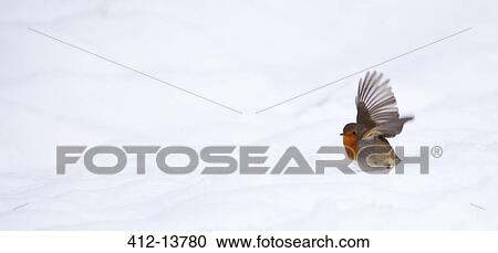 Robin flying in snowy landscape View Large Photo Image Stock Image - Robin flying in snowy landscape. Fotosearch
